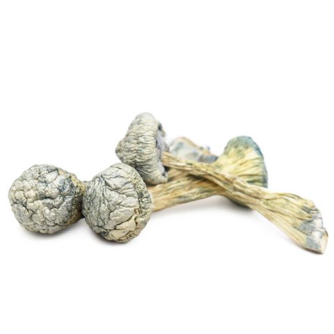 ALBINO TREASURE COAST  SHROOMS