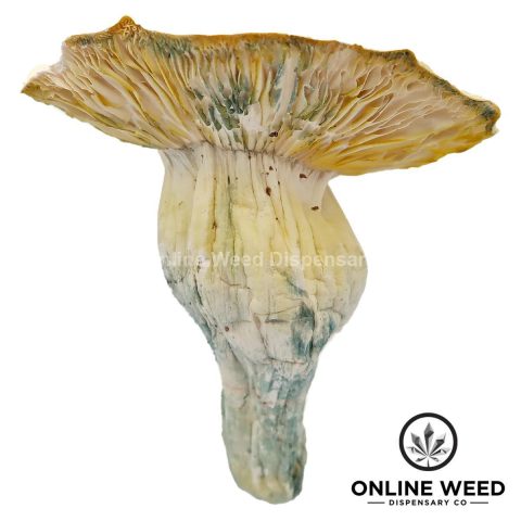 Bluey Vuitton Magic Mushrooms