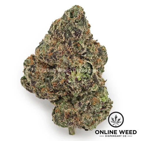 Gelato 47 (Value Plus+ Bud)