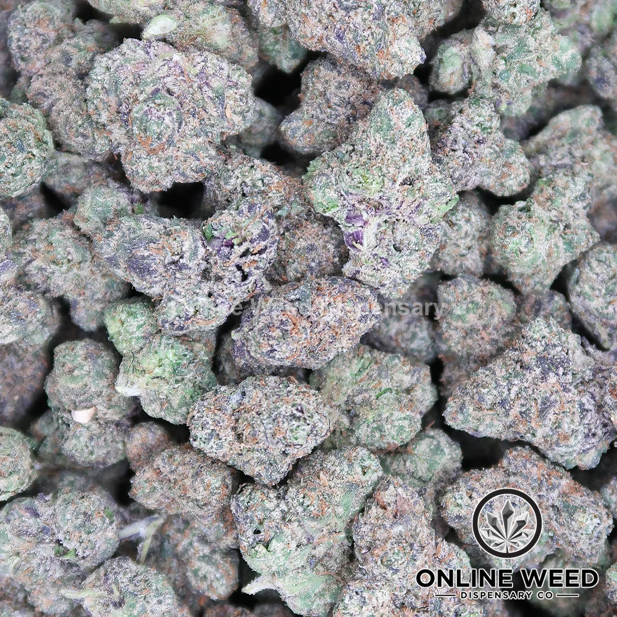 Gelato 47 (Value Plus+ Bud) - Image 3