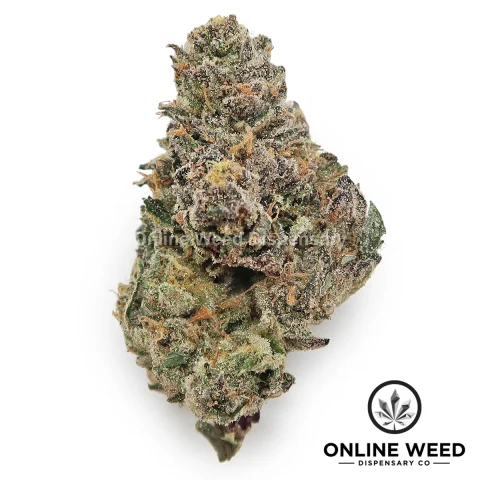 Mochi (Exotic Reserve Strain)