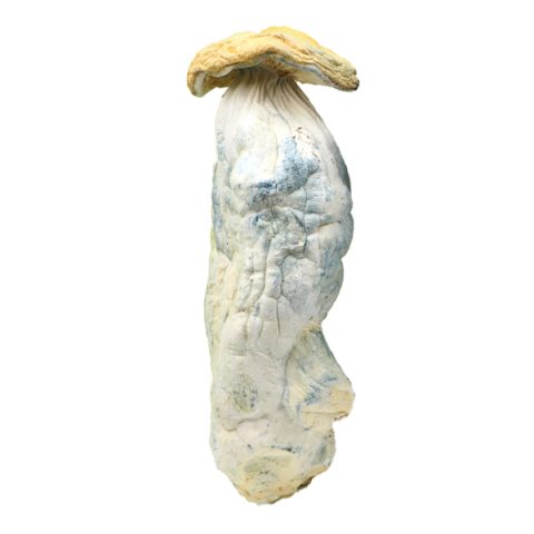 Penis Envy Magic Mushrooms