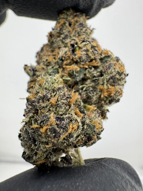 Sherbanger 27.8% THCA